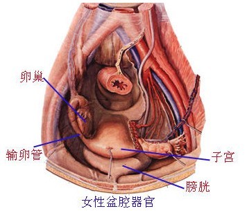 盆腔炎